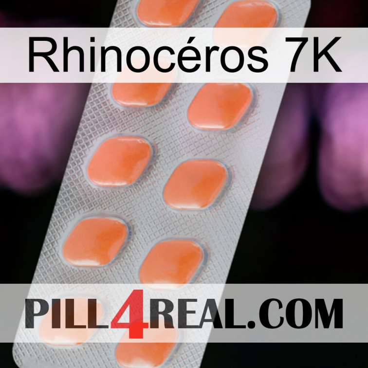 Rhinocéros 7K 26